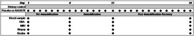 A Novel Amino Acid Composition Ameliorates Short-Term Muscle Disuse Atrophy in Healthy Young Men